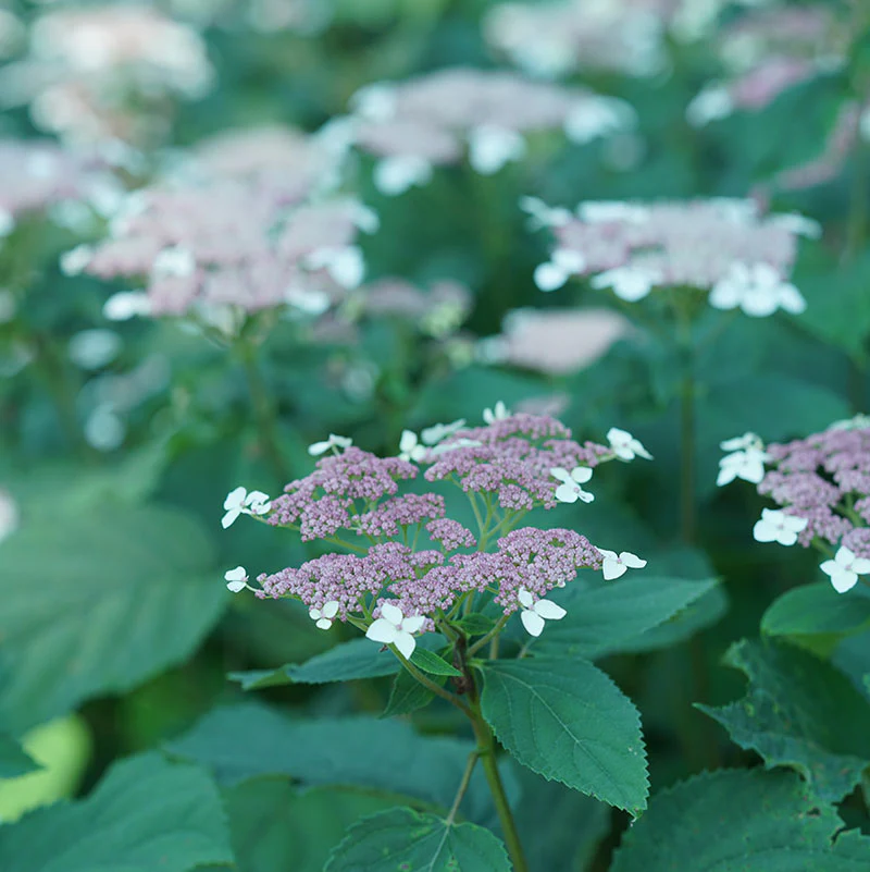 Invincibelle Lace™ Smooth Hydrangea - Image 5