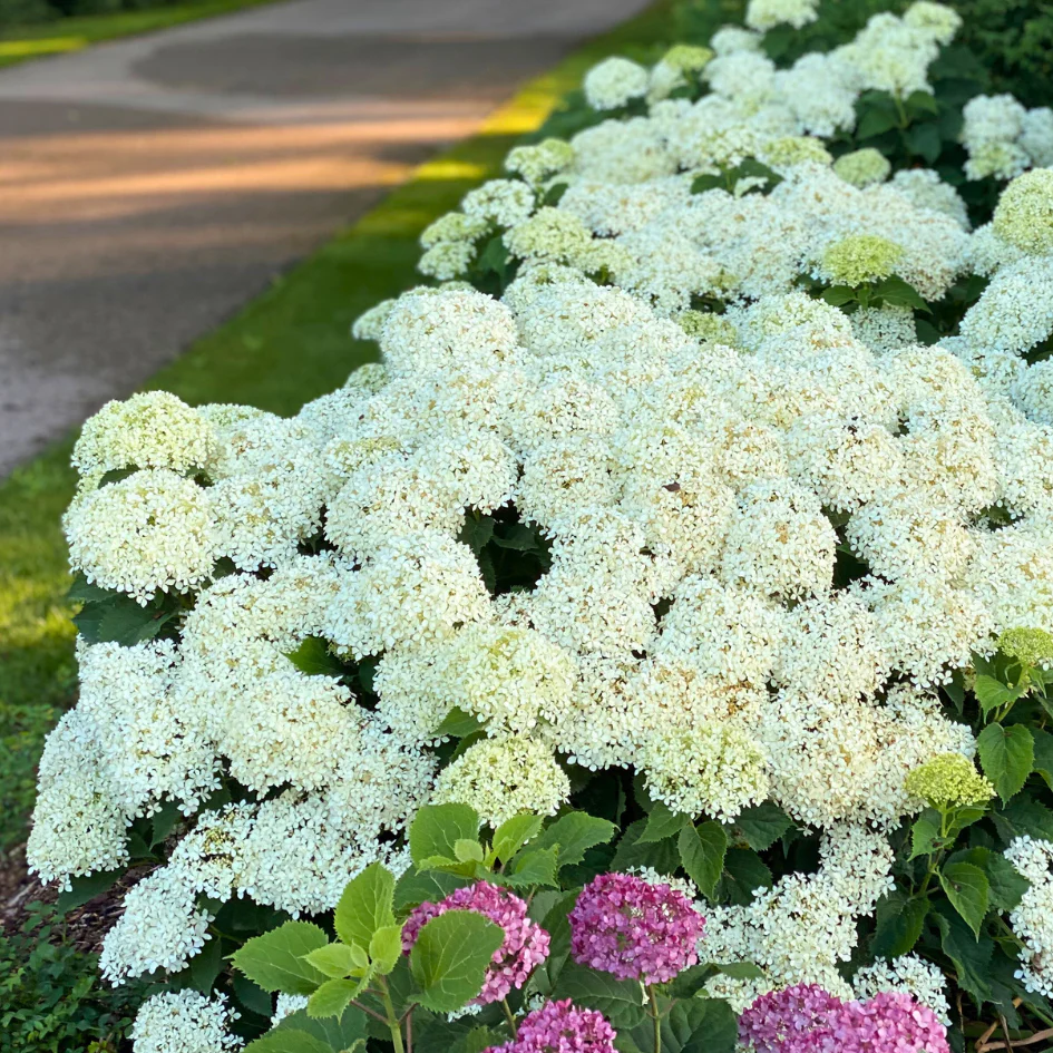 Invincibelle Limetta® Smooth Hydrangea - Image 3