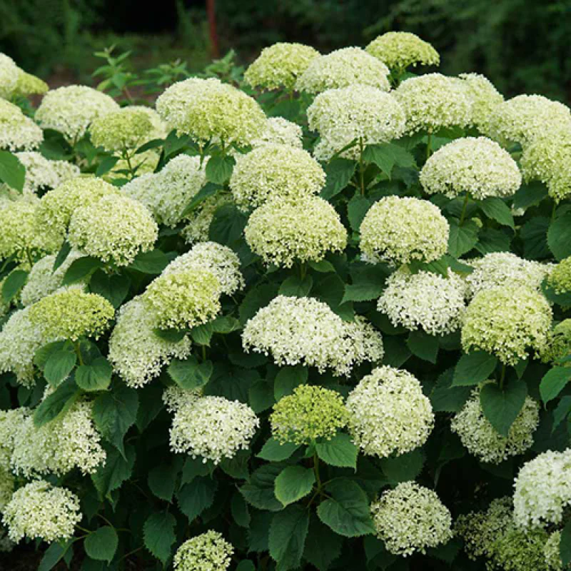 Invincibelle Limetta® Smooth Hydrangea - Image 5