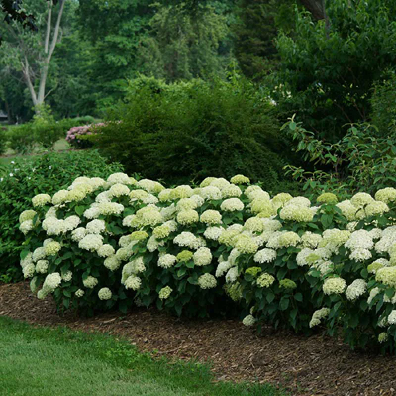 Invincibelle Limetta® Smooth Hydrangea - Image 6