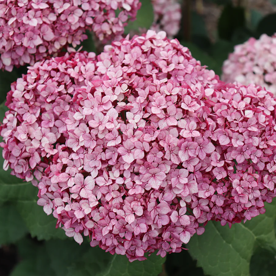 Invincibelle Mini Mauvette® Smooth Hydrangea - Image 3