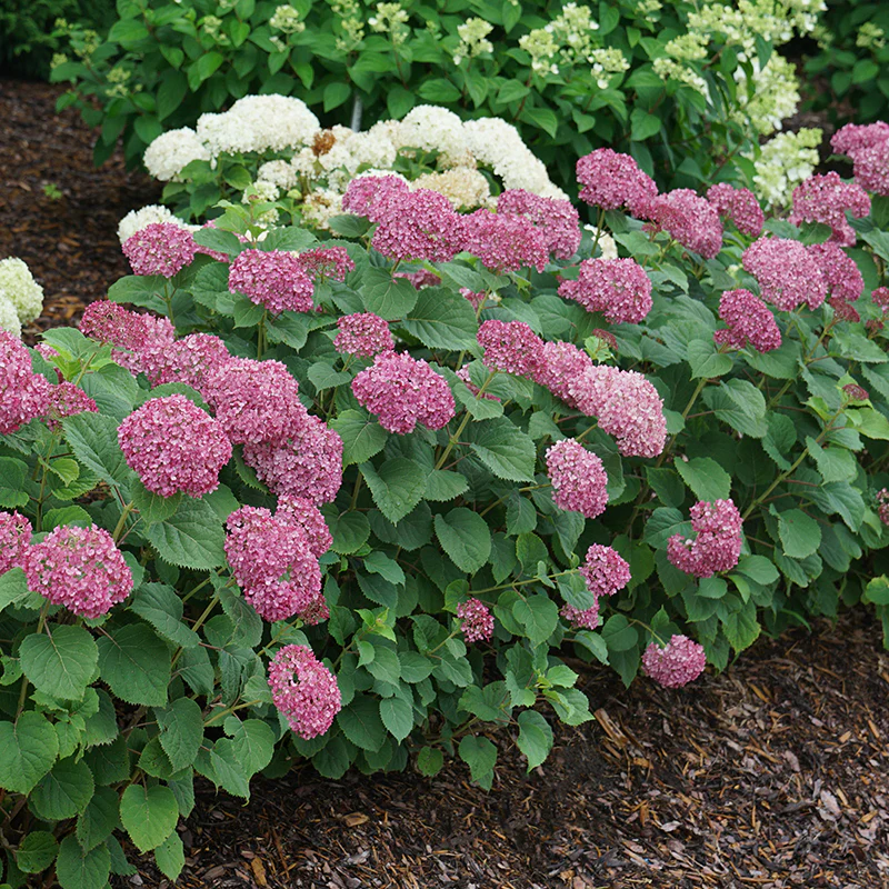 Invincibelle Mini Mauvette® Smooth Hydrangea - Image 4