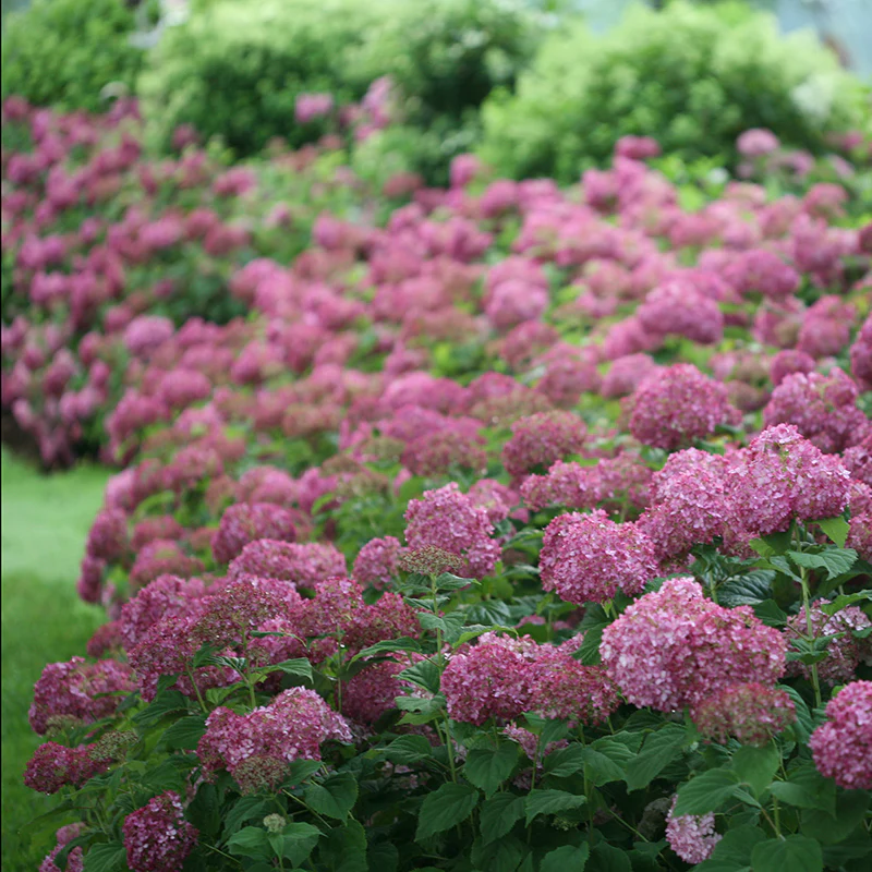 Invincibelle Mini Mauvette® Smooth Hydrangea - Image 5
