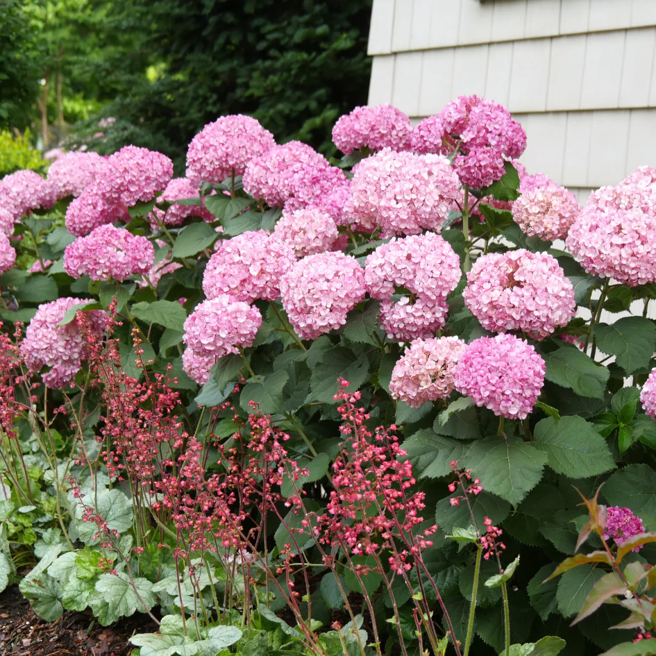 Invincibelle® Ruby Smooth Hydrangea