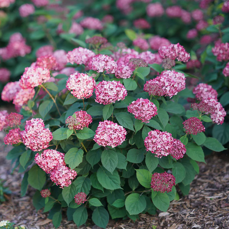 Invincibelle® Ruby Smooth Hydrangea - Image 2