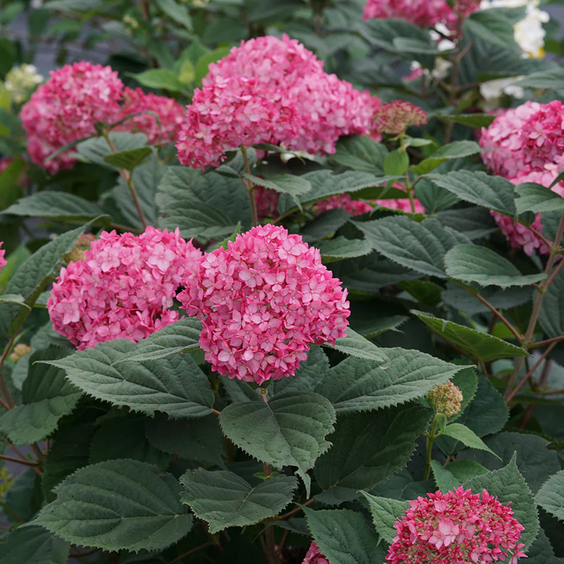 Invincibelle® Ruby Smooth Hydrangea - Image 4