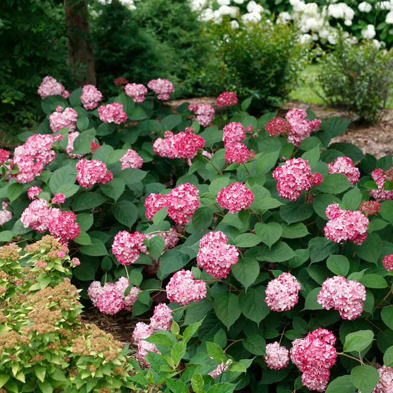 Invincibelle® Ruby Smooth Hydrangea - Image 5