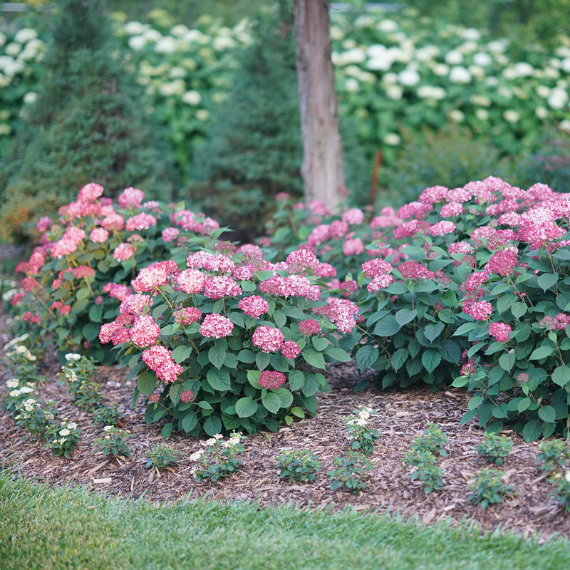 Invincibelle® Ruby Smooth Hydrangea - Image 6