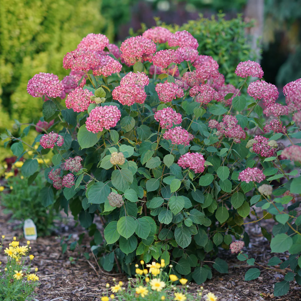 Invincibelle Spirit® II Smooth Hydrangea - Image 2