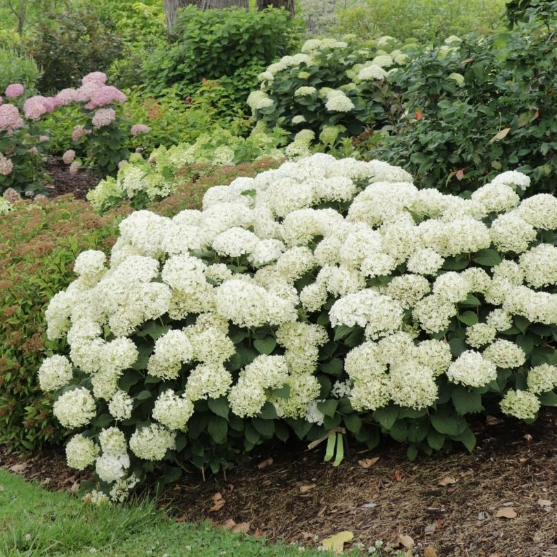 Invincibelle Wee White® 2.0 Smooth Hydrangea