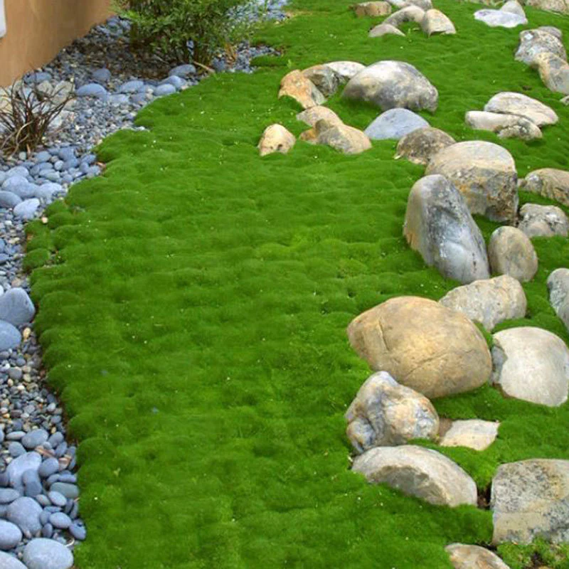 Irish Moss (Sagina) - Image 3