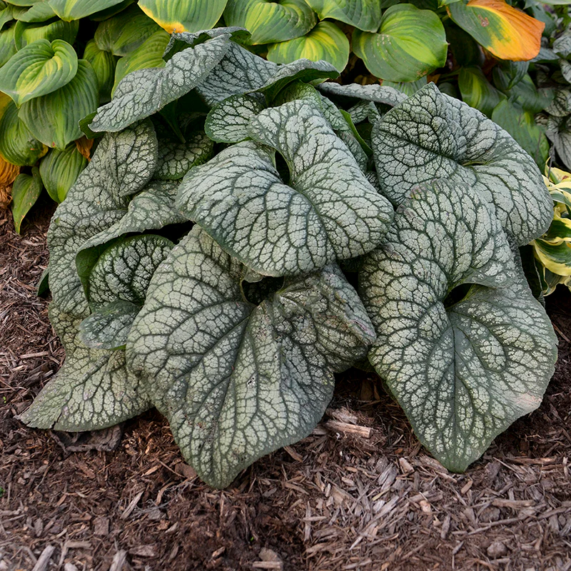 'Jack of Diamonds' Siberian Bugloss (Brunnera) - Image 4