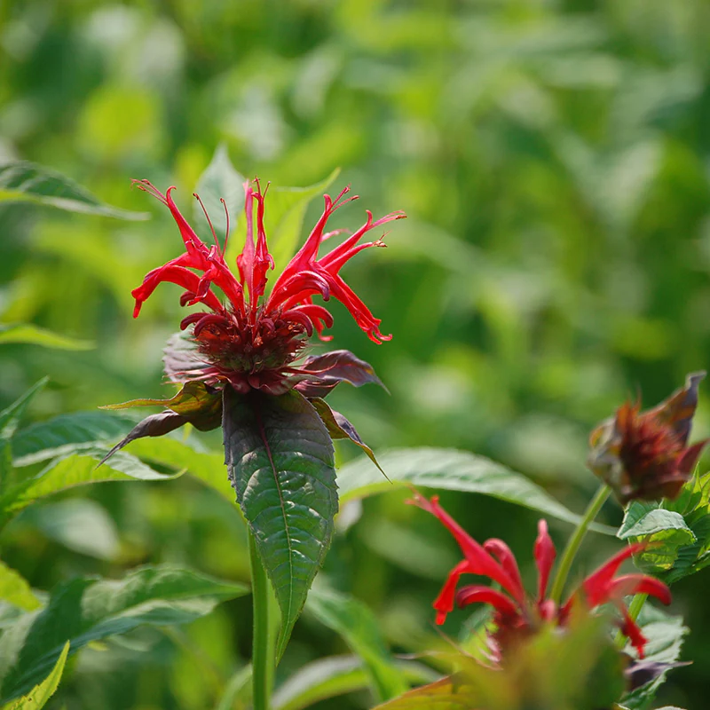 'Jacob Cline' Bee Balm (Monarda)