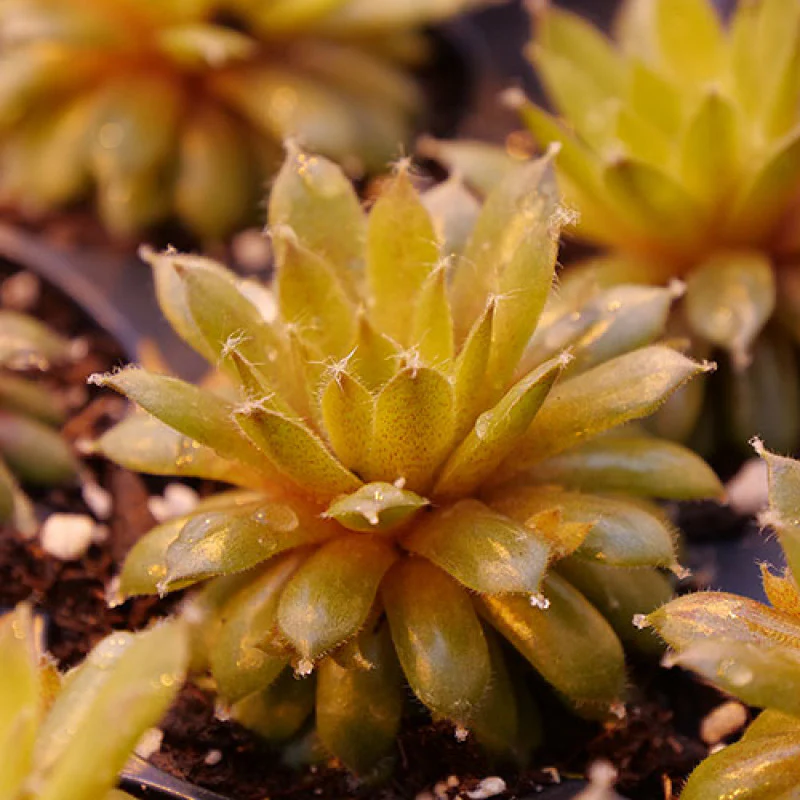 'Jade Rose' Hens & Chicks - Image 3
