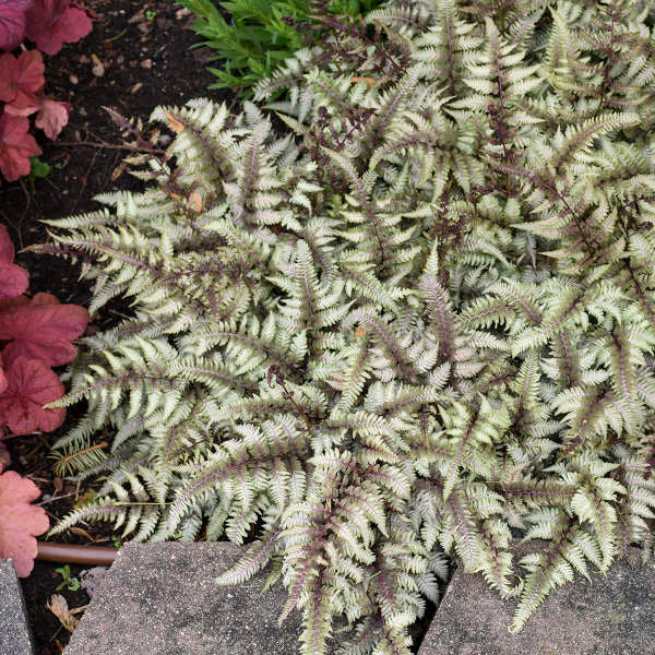 Japanese Painted Fern (Athyrium)