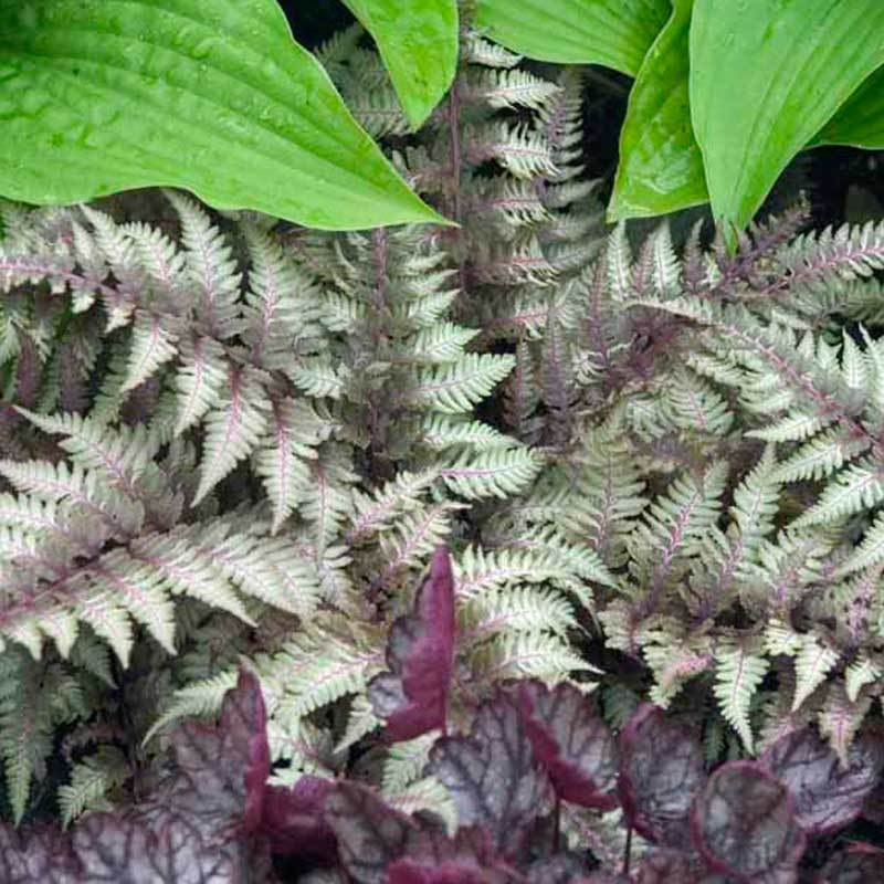 Japanese Painted Fern (Athyrium) - Image 3