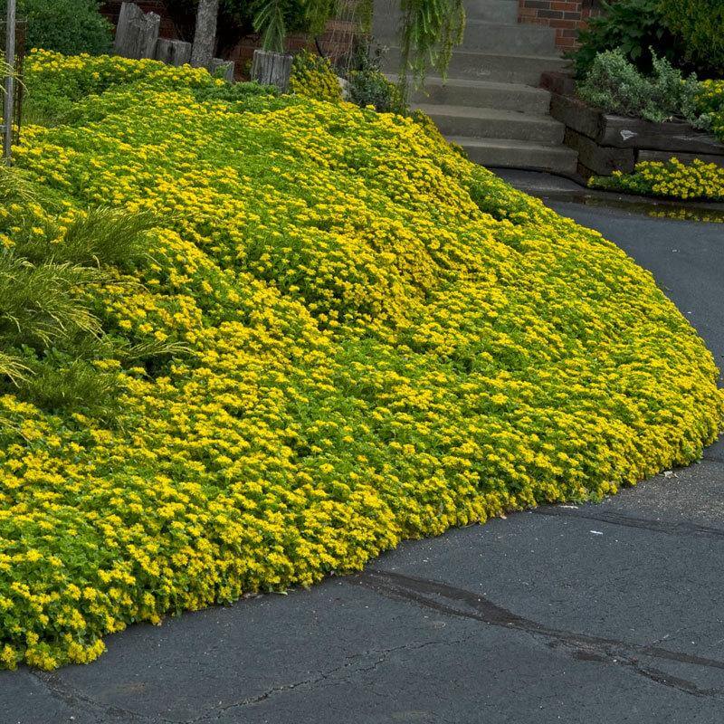 Japanese Stonecrop (Sedum ellacombianum) - Image 2