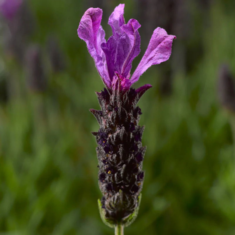 Javelin Forte™ Deep Purple Spanish Lavender