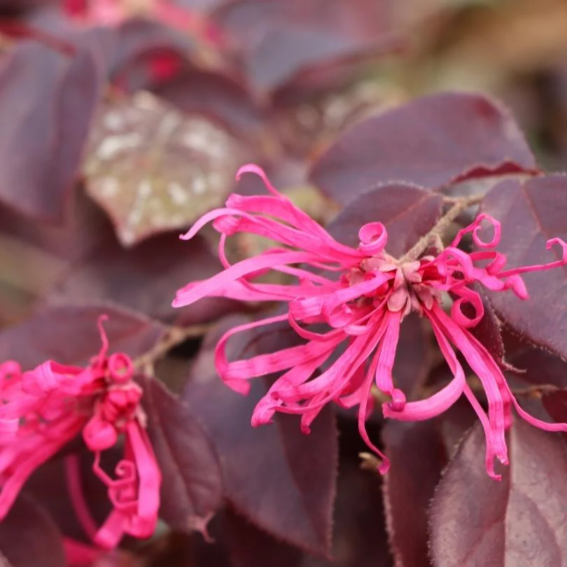 Jazz Hands® Velvet Chinese Fringe-Flower (Loropetalum) - Image 3