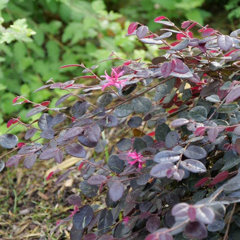 Jazz Hands Bold® Chinese Fringe-Flower (Loropetalum)