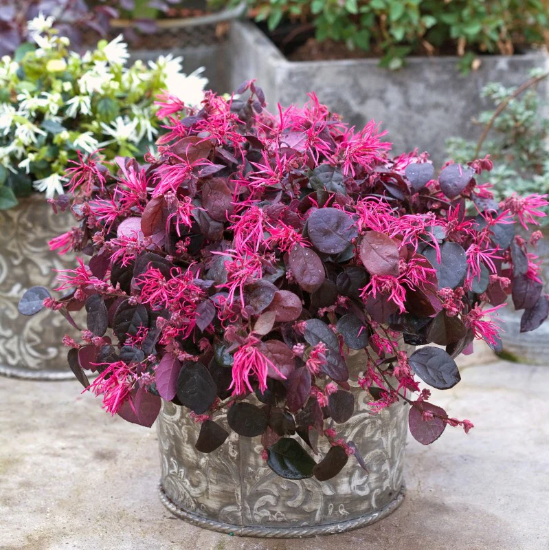 Jazz Hands Bold® Chinese Fringe-Flower (Loropetalum) - Image 4
