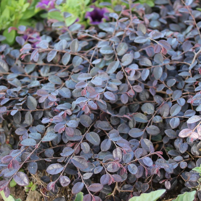 Jazz Hands Mini® Chinese Fringe-Flower (Loropetalum)