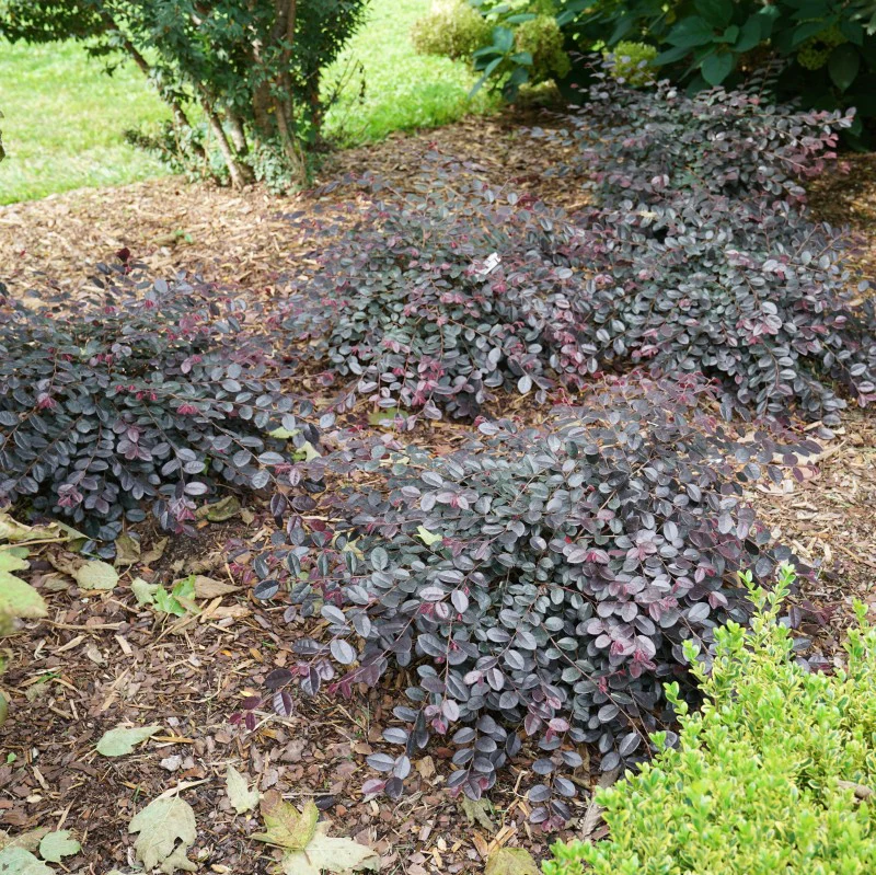 Jazz Hands Mini® Chinese Fringe-Flower (Loropetalum) - Image 3