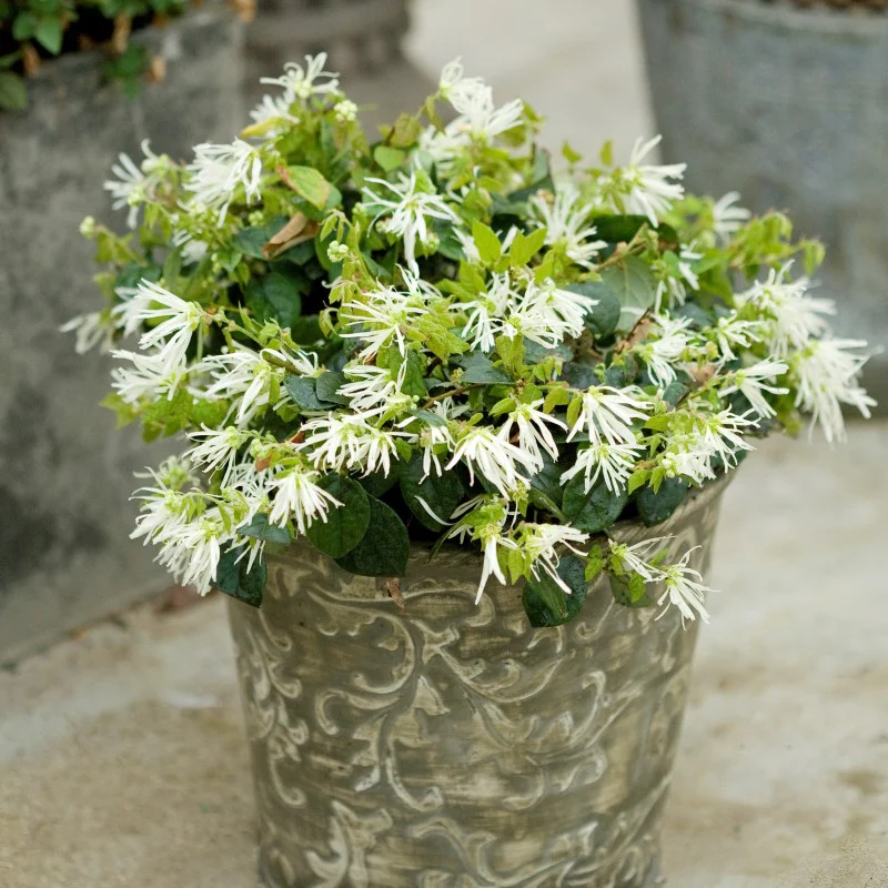 Jazz Hands® White Chinese Fringe-Flower (Loropetalum)