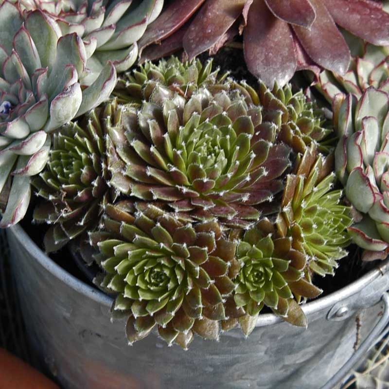 'Jeanne d'Arc' Hens & Chicks