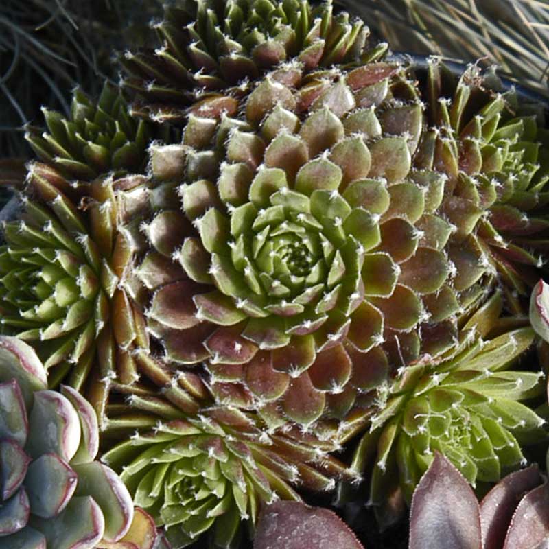 'Jeanne d'Arc' Hens & Chicks - Image 3