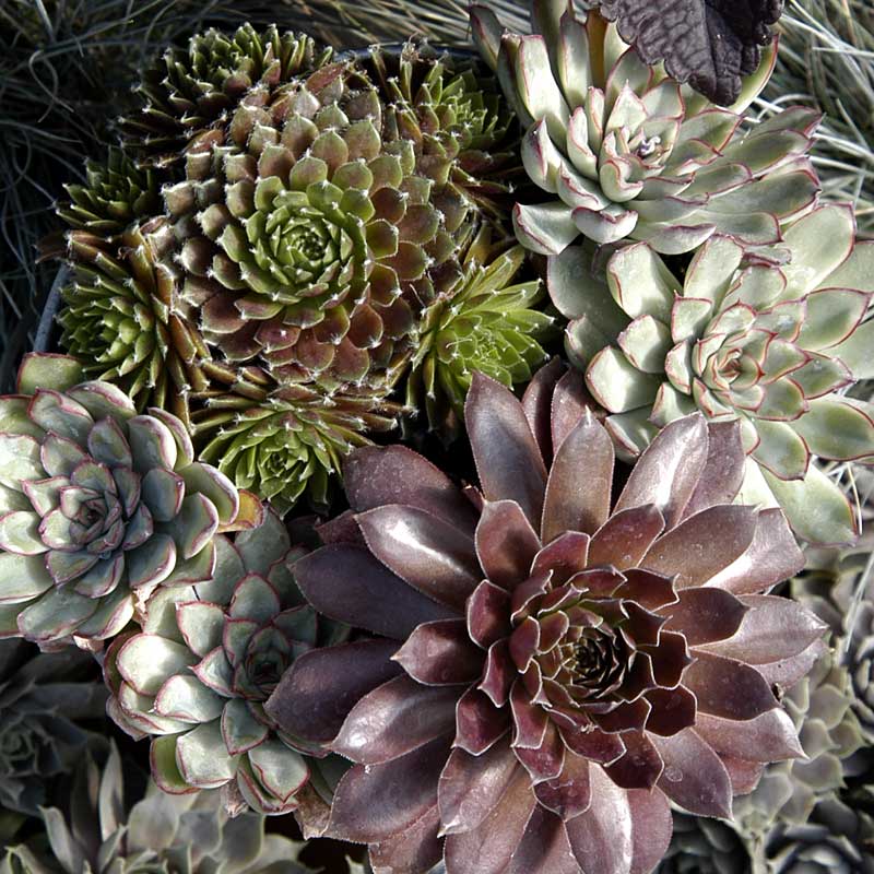 'Jeanne d'Arc' Hens & Chicks - Image 4