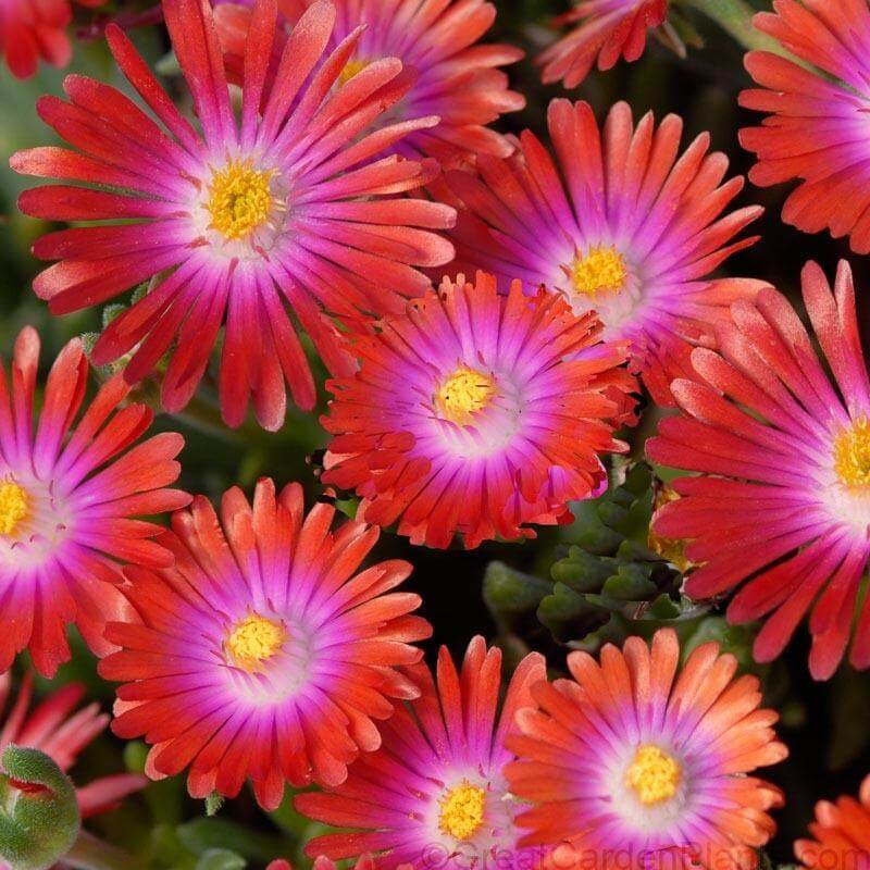 'Jewel Of Desert Garnet' Ice Plant