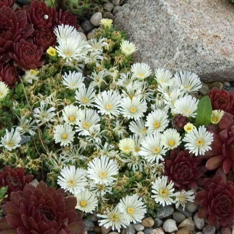 'Jewel Of Desert Moonstone' Ice Plant - Image 3
