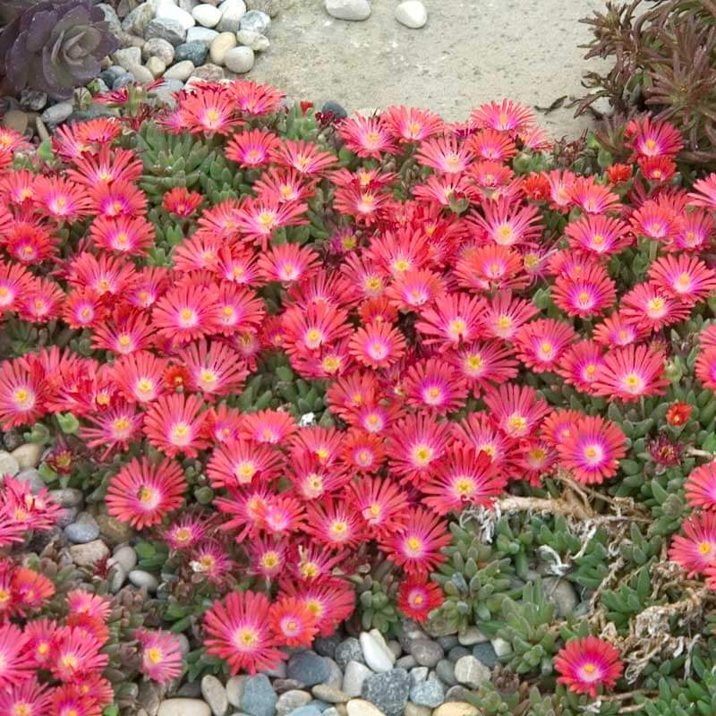'Jewel Of Desert Ruby' Ice Plant