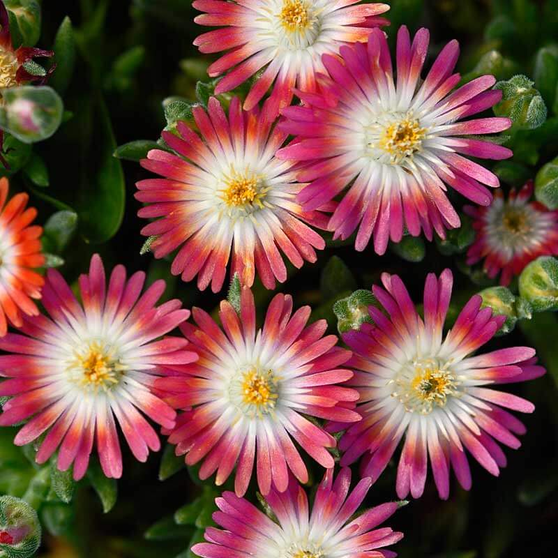 'Jewel Of Desert Ruby' Ice Plant - Image 2