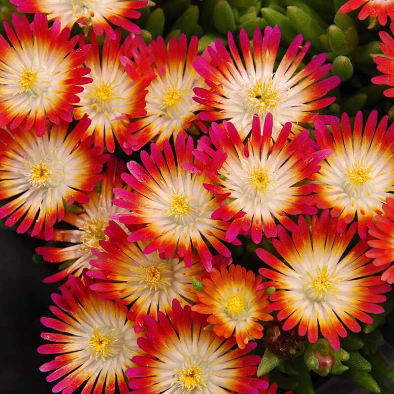 'Jewel Of Desert Ruby' Ice Plant - Image 5