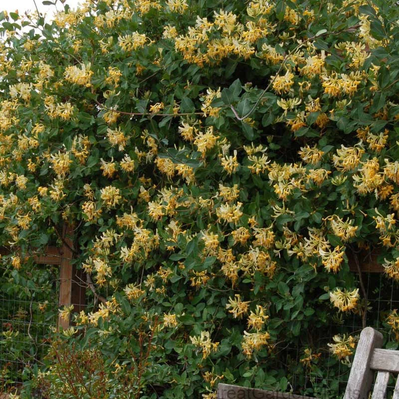 'John Clayton' Honeysuckle Vine - Image 3