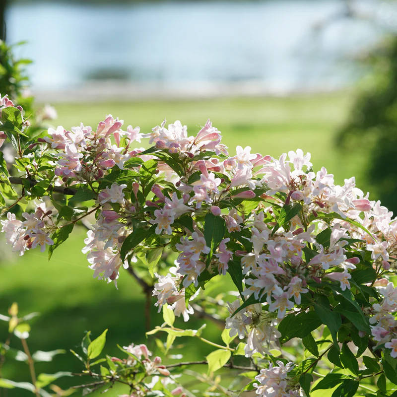 Jolene Jolene™ Beautybush (Kolkwitzia)