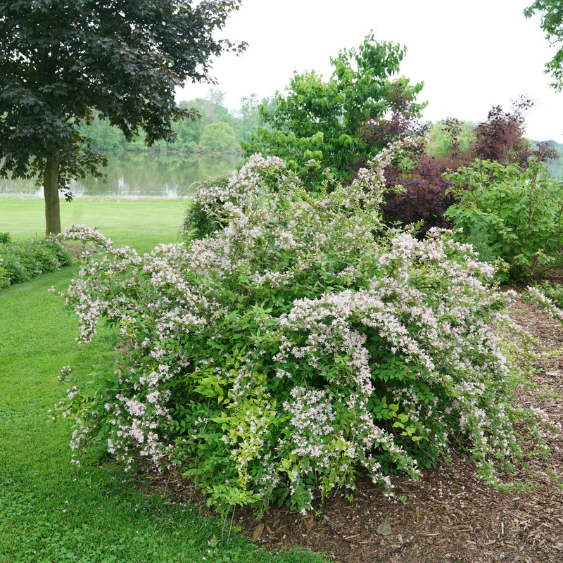 Jolene Jolene™ Beautybush (Kolkwitzia) - Image 2