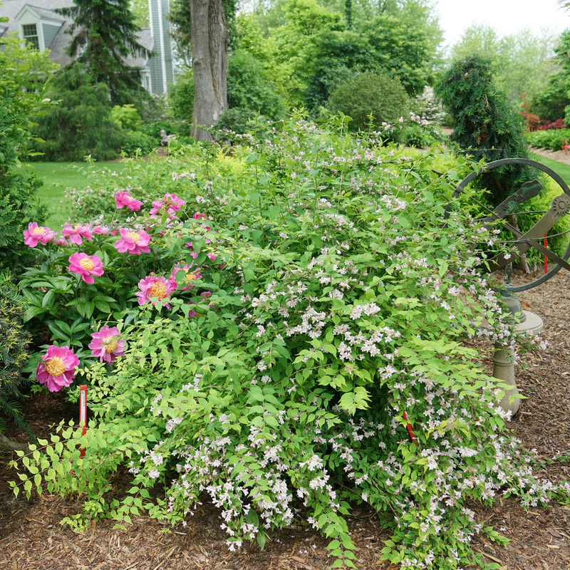 Jolene Jolene™ Beautybush (Kolkwitzia) - Image 3