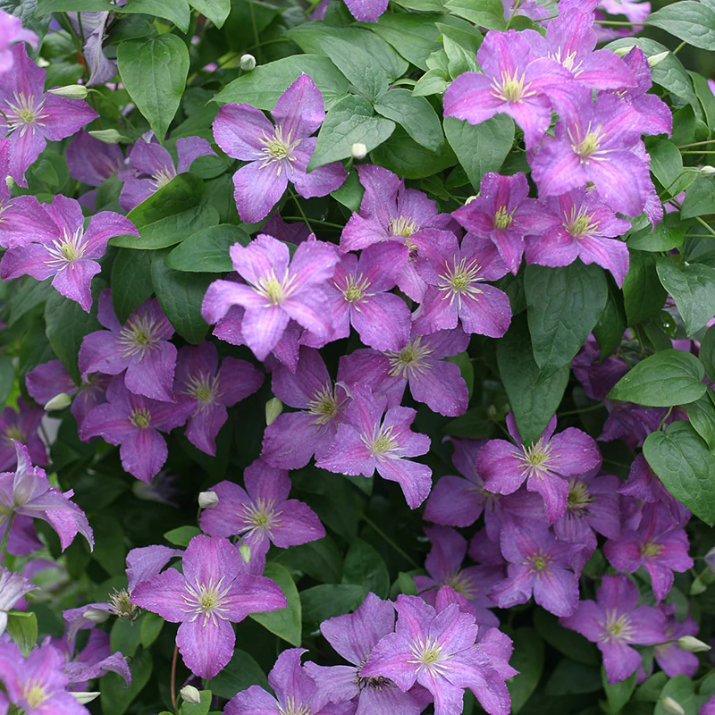 Jolly Good™ Clematis - Image 3
