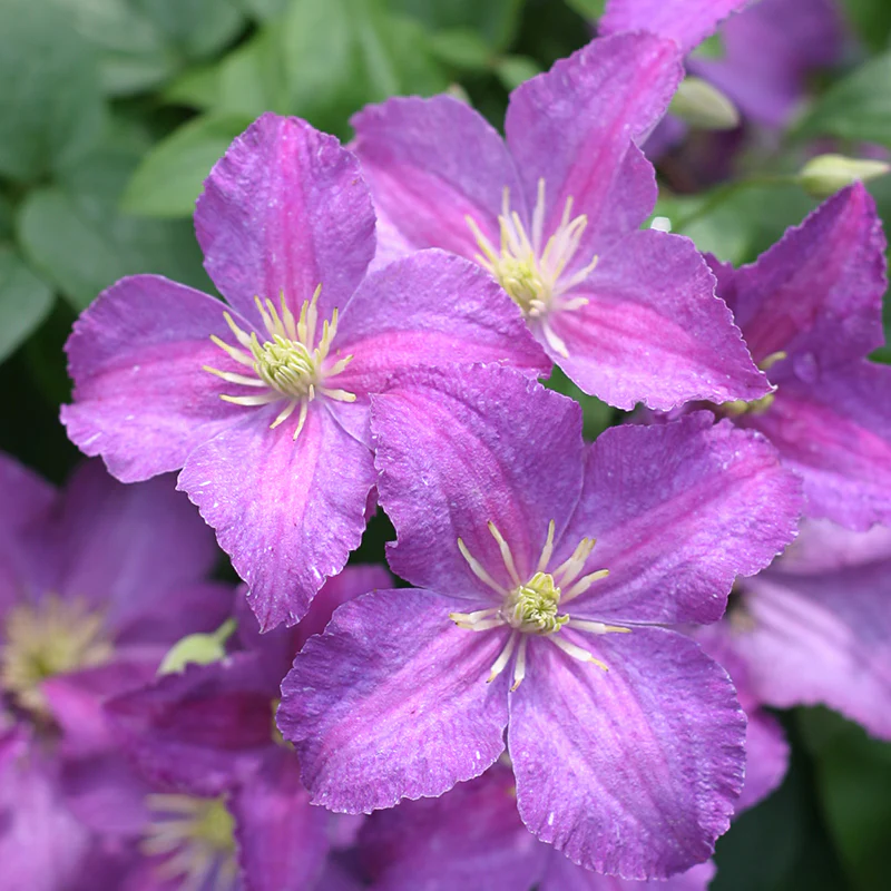 Jolly Good™ Clematis - Image 4