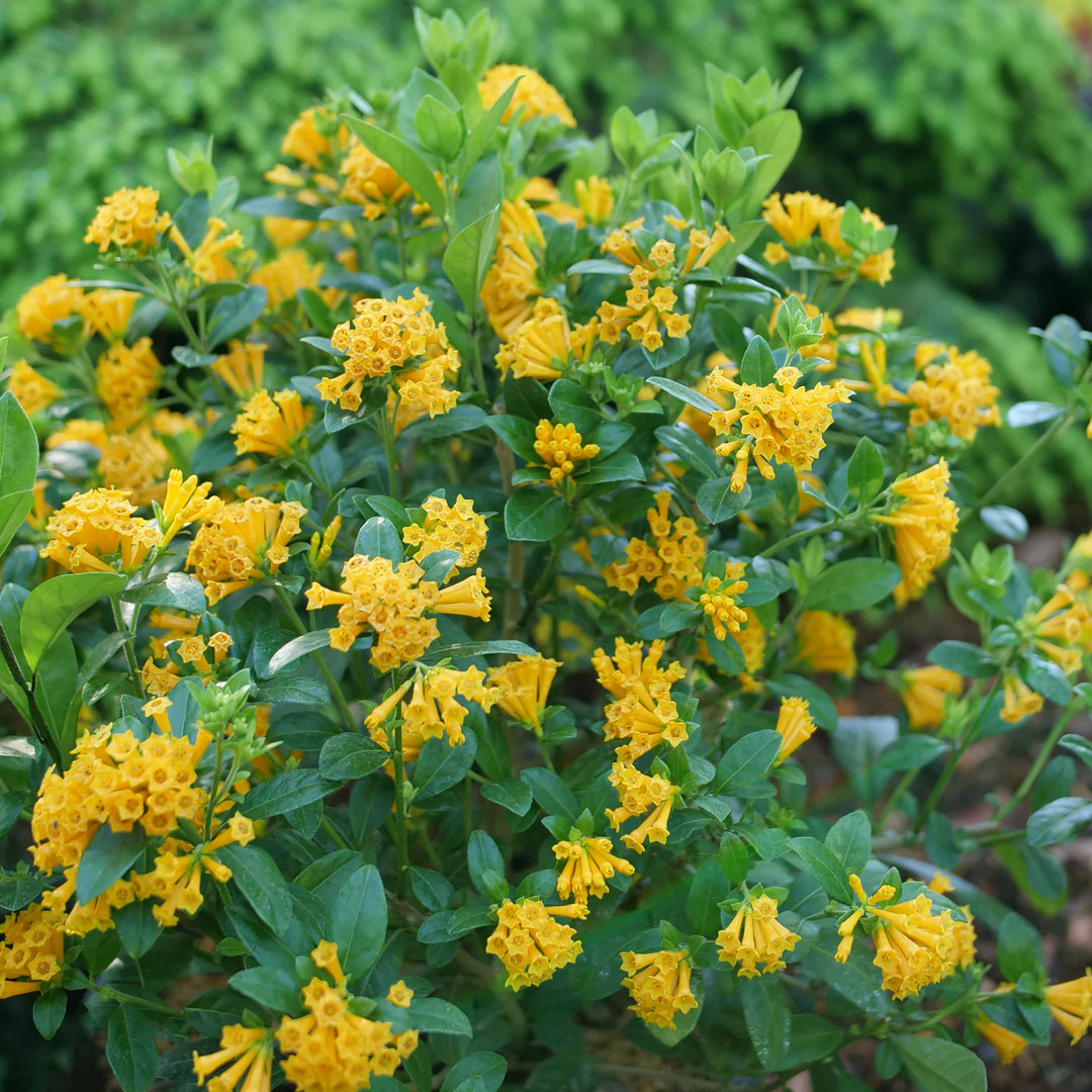 Juiced® Orange Jessamine (Cestrum)
