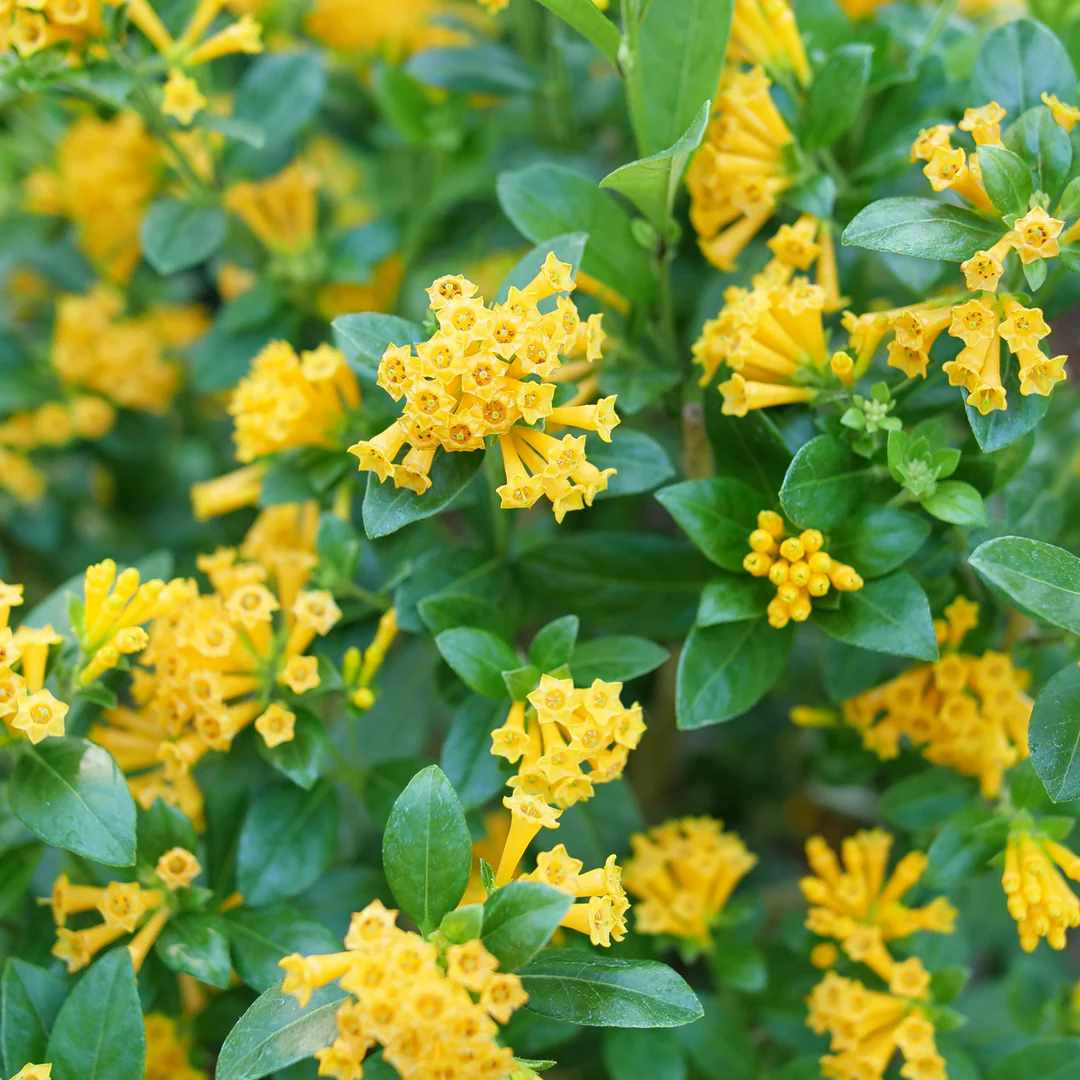 Juiced® Orange Jessamine (Cestrum) - Image 3