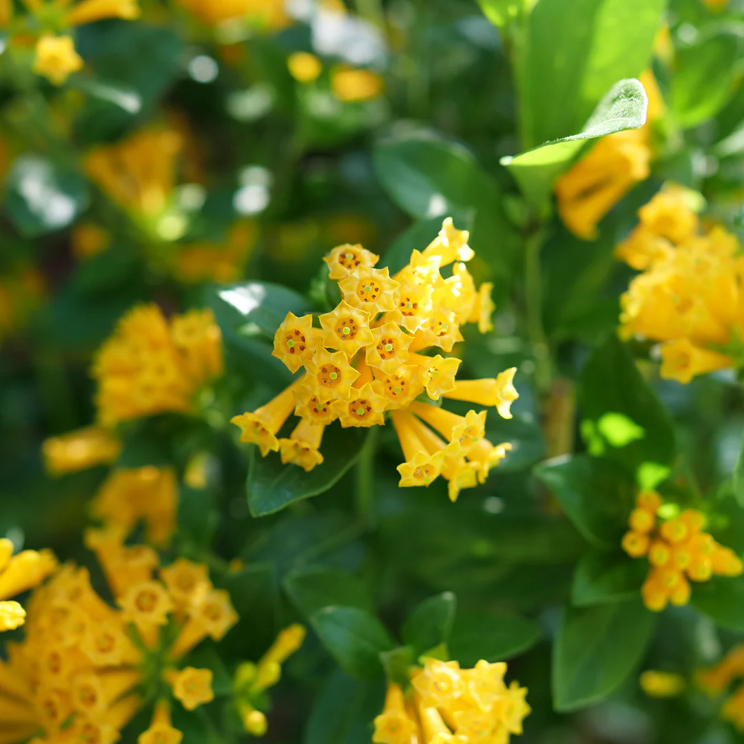 Juiced® Orange Jessamine (Cestrum) - Image 4