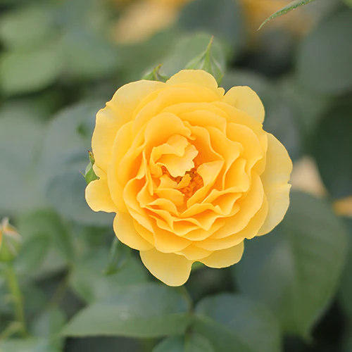 Julia Child™ Rose