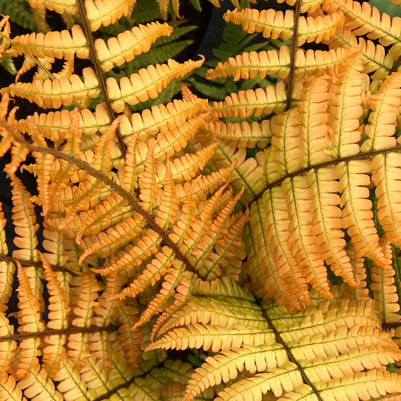 'Jurassic Gold' Wood Fern (Dryopteris)