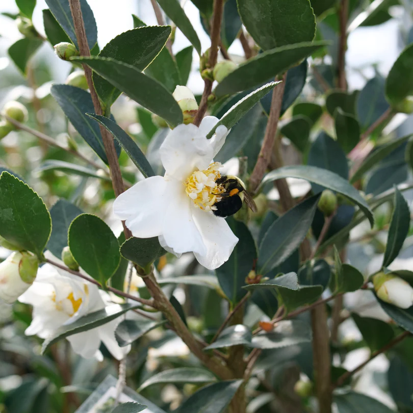 Just Chill™ Double White Camellia
