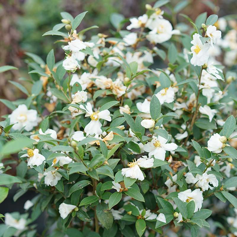 Just Chill™ Double White Camellia - Image 2