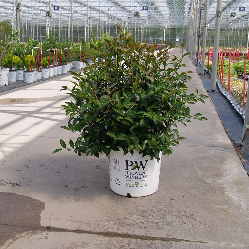 Just Chill™ Double White Camellia - Image 4